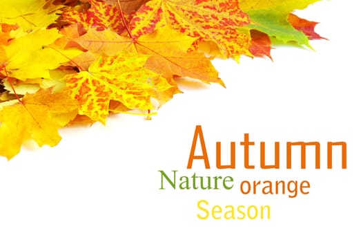 autumn maple leaves isolated on a white