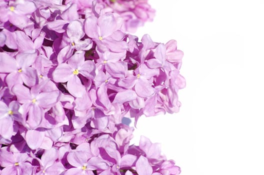 lilac flower isolated on white background