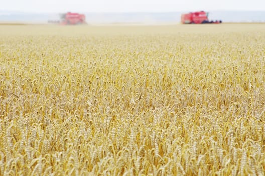 A wheat field being harvested