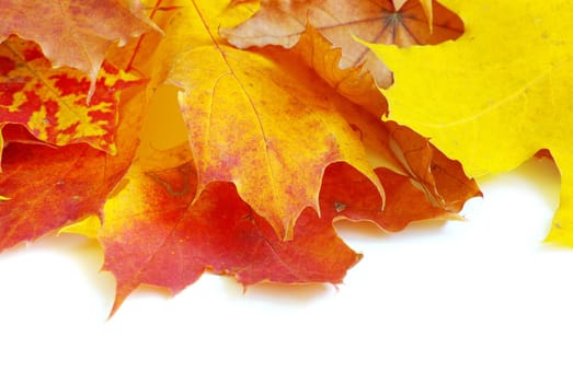 autumn maple leafs isolated on a white