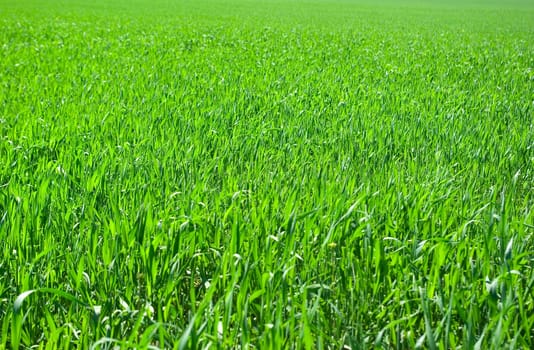 Green grass texture from a  field