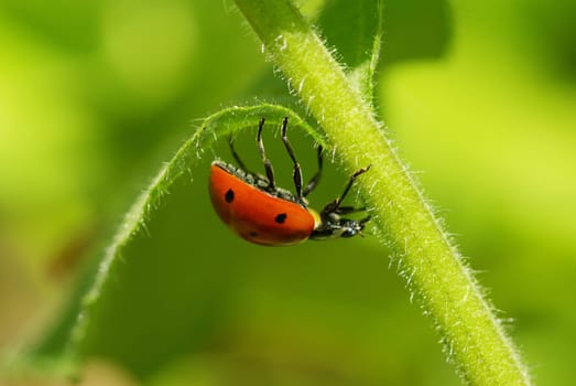 ladybug sitting on the blade of grass