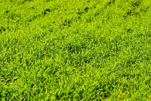 Beautiful green lawn freshly mowed