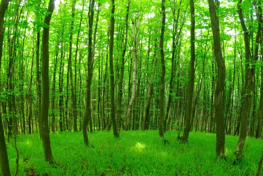 green forest  background in a sunny day