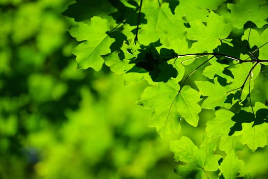 green leaves background in sunny day