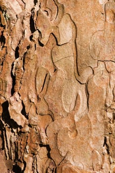 format-filling view of a tree bark in the evening side light