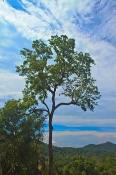 beautiful green tree and blue sky background