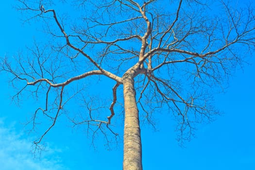 beautiful green tree and blue sky background