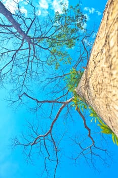 beautiful green tree and blue sky background