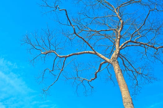 beautiful green tree and blue sky background