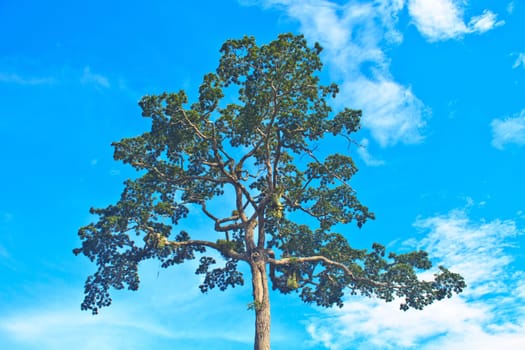 beautiful green tree and blue sky background
