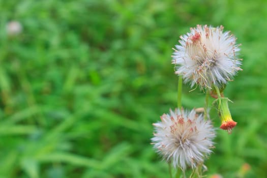 Flowering grass , flower of grass on green background