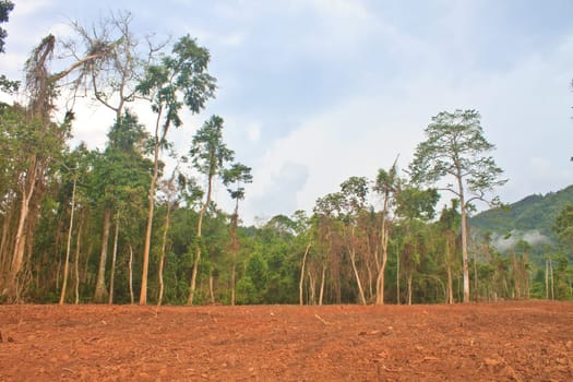 field for Agriculture in countryside Thailand.