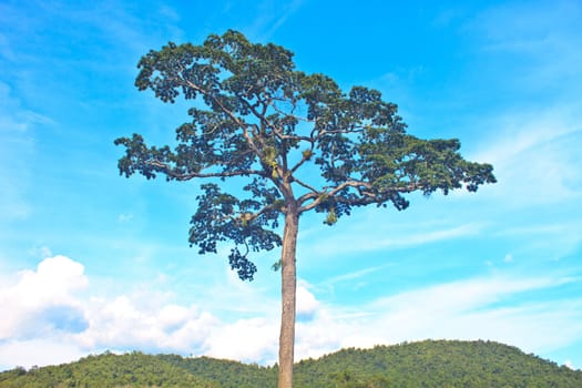 beautiful green tree and blue sky background