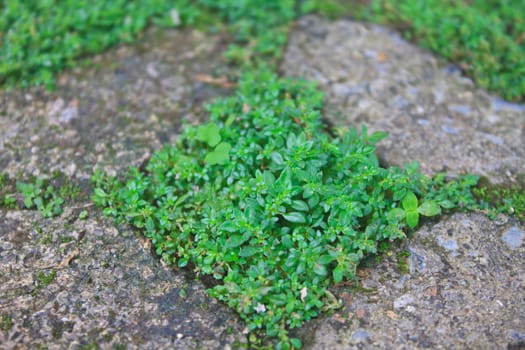 green grass in stone block walk path background