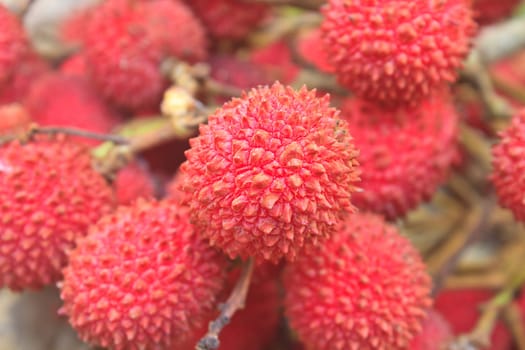 wild fruit from forest, wild lychee or Nephelium hypoleucum
