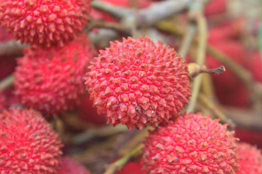 wild fruit from forest, wild lychee or Nephelium hypoleucum