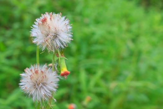 Flowering grass , flower of grass on green background