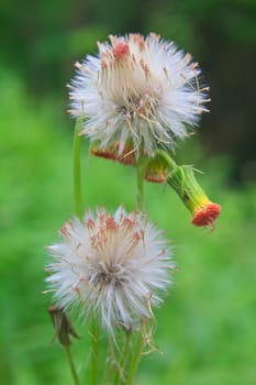 Flowering grass , flower of grass on green background