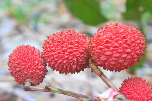 wild fruit from forest, wild lychee or Nephelium hypoleucum