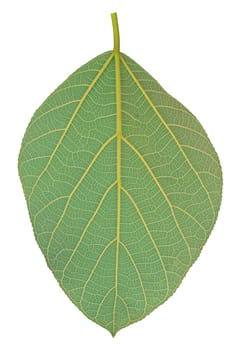 leaf texture, Texture of a green leaf as background