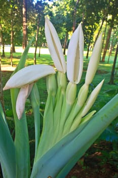 close up flower of  Elephant ear or Alocasia macrorrhizos