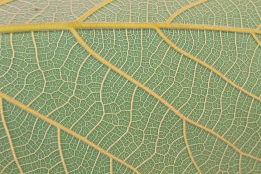 leaf texture, Texture of a green leaf as background