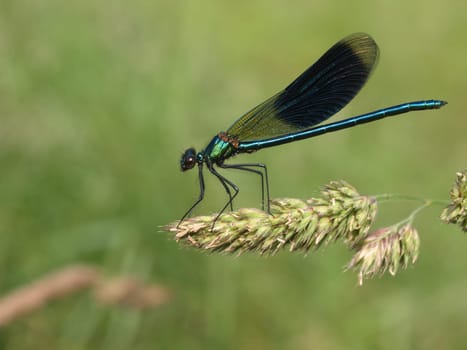 banded magnificent dragonfly - males