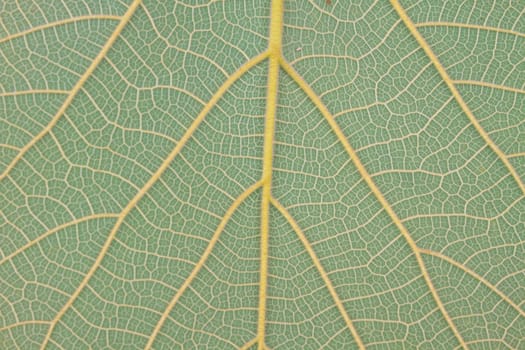 leaf texture, Texture of a green leaf as background