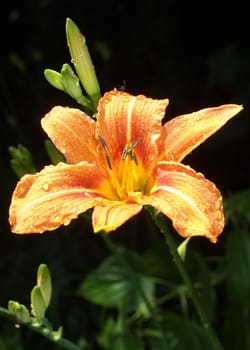 Daylily with raindrops