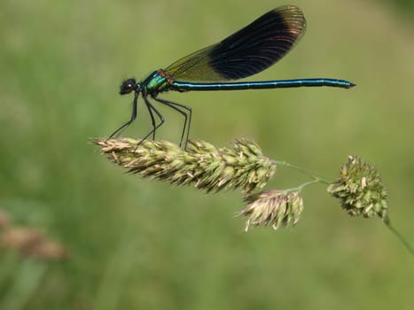 banded magnificent dragonfly - males
