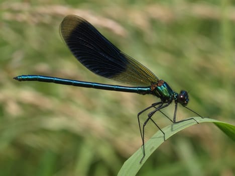 banded magnificent dragonfly - males