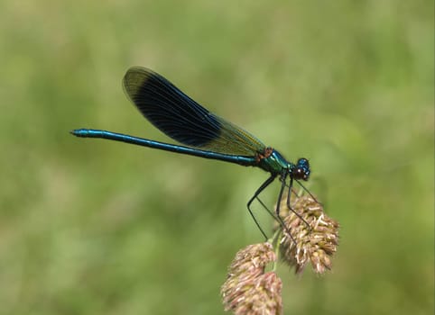 banded magnificent dragonfly - males