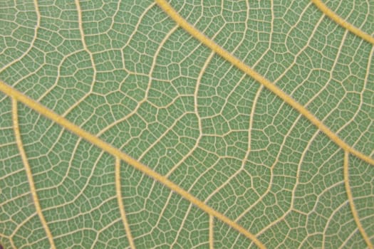 leaf texture, Texture of a green leaf as background