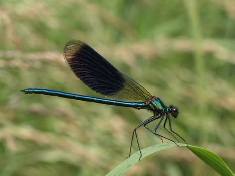 banded magnificent dragonfly - males