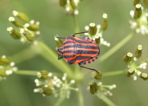 Striped bug