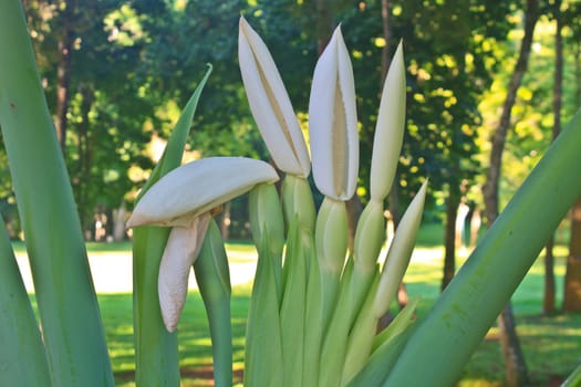 close up flower of  Elephant ear or Alocasia macrorrhizos