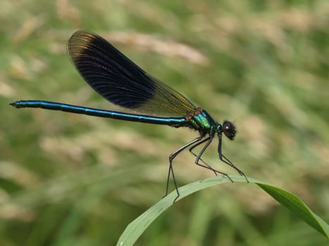 banded magnificent dragonfly - males