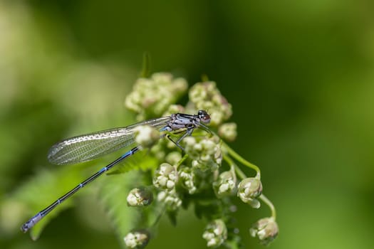 Azurjungfer - Coenagrion in a macro shot