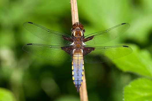 Male flat-bellied dragonfly - Libellula depressa - back view - macro photo
