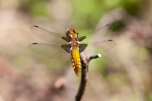 Flat belly - Libellula depressa - females in a macro photo