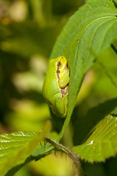 European tree frog - Hyla arborea in a side view