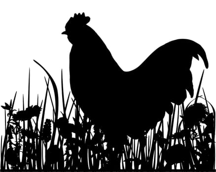Rooster on meadow