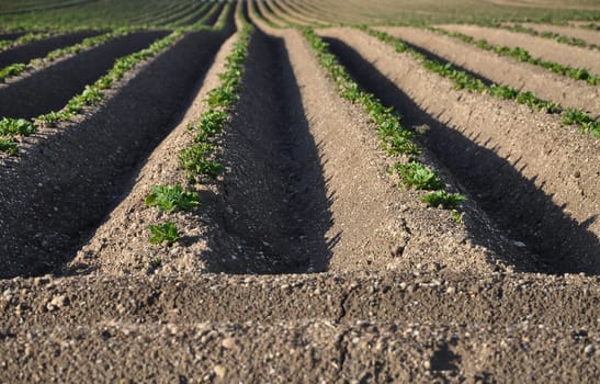 Potato field