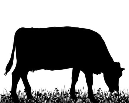 Cow on meadow