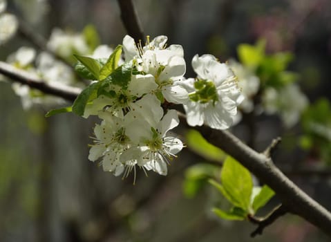 Apple blossom