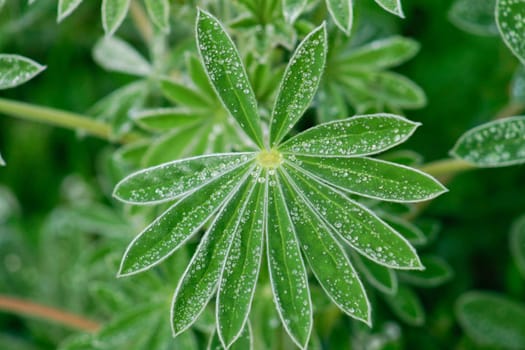 Close-up of fresh green foliage with water drops after rain, Lagos coast, Portugal
