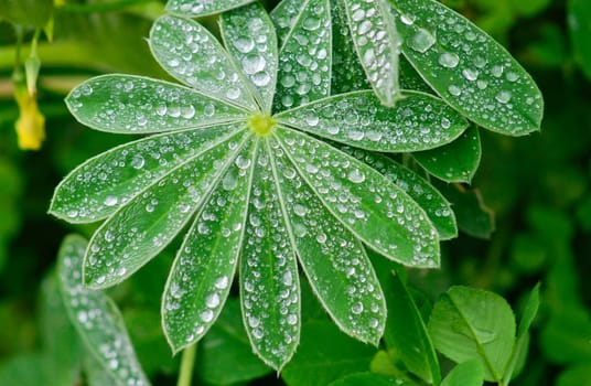 Close-up of fresh green foliage with water drops after rain, Lagos coast, Portugal