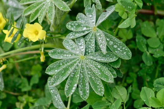 Close-up of fresh green foliage with water drops after rain, Lagos coast, Portugal