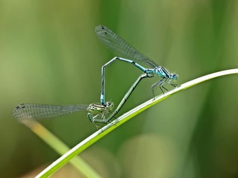 Pairing wheel of the horseshoe azurmaids (Coenagrion puella)